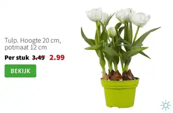 Intratuin Tulp aanbieding