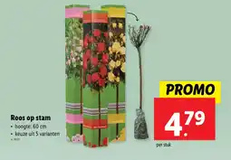 Lidl Roos op stam aanbieding