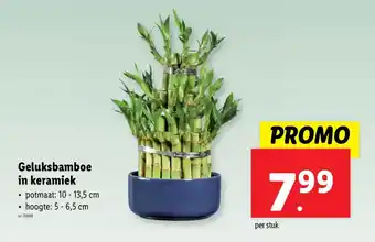 Lidl Geluksbamboe in keramiek aanbieding