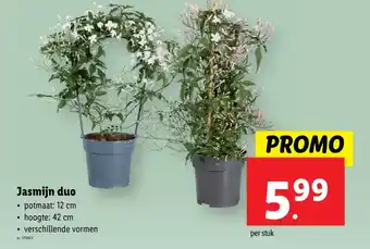 Lidl Jasmijn duo aanbieding