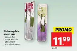 Lidl Phalaenopsis in glazen vaas aanbieding