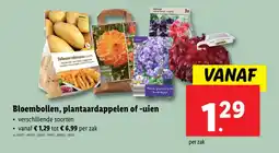 Lidl Bloembollen plantaardappelen of uien aanbieding