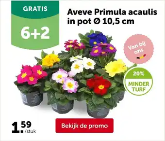 AVEVE Aveve Primula acaulis in pot Ø 10,5 cm aanbieding