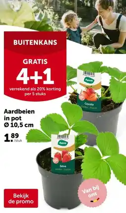 AVEVE Aardbeien in pot Ø 10,5 cm aanbieding