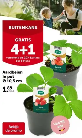 AVEVE Aardbeien in pot Ø 10,5 cm aanbieding