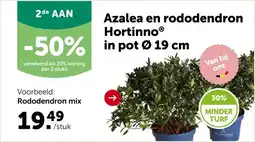 AVEVE Azalea en rododendron HortinnoⓇ in pot 0 19 cm aanbieding