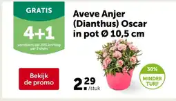 AVEVE Aveve Anjer (Dianthus) Oscar in pot Ø 10,5 cm aanbieding