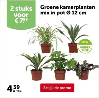 AVEVE Groene kamerplanten mix in pot Ø 12 cm aanbieding