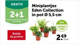 AVEVE Miniplantjes Eden Collection in pot Ø 5,5 cm aanbieding