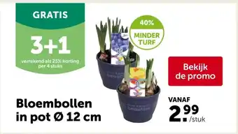 AVEVE Bloembollen in pot Ø 12 cm aanbieding