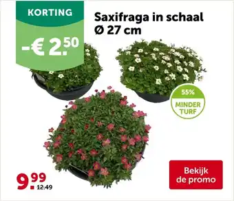 AVEVE Saxifraga in schaal Ø 27 cm aanbieding