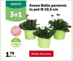 AVEVE Aveve Bellis perennis in pot Ø 10,5 cm aanbieding