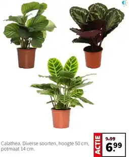 Intratuin Calathea. Diverse soorten aanbieding