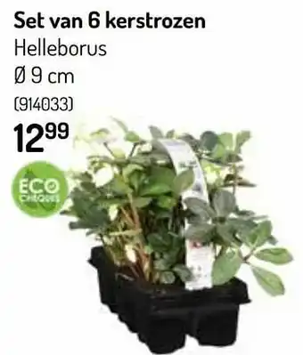 Oh Green Set van 6 kerstrozen aanbieding