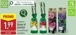 ALDI Gardenline Rozen of planten aanbieding