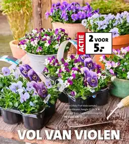 Intratuin Violen (Viola FT of Viola comuta) aanbieding