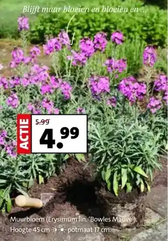 Intratuin Muurbloem (Erysimum lin aanbieding