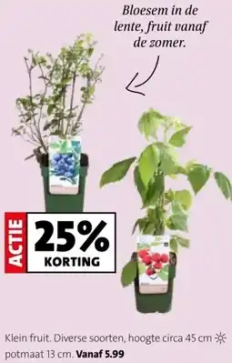 Intratuin Gein fruit. Diverse soorten hoogte coca 45 cm aanbieding