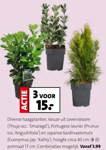 Intratuin Diverse haagplanten, Keuze uit Levensboom aanbieding