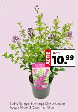 Intratuin Sering (Syringa Blooming) Diverse kleuren aanbieding