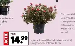 Intratuin Japanse Azalea (Rhododendron Japonica) aanbieding