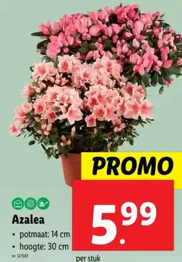 Lidl Azalea aanbieding