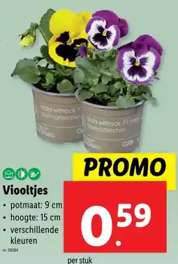 Lidl Viooltjes aanbieding