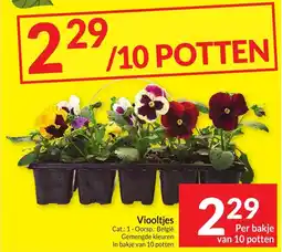 Intermarché Viooltjes aanbieding