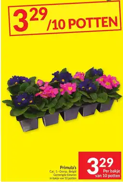 Intermarché Primula's aanbieding