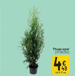 Cora Thuja-spar aanbieding