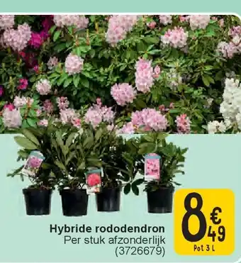 Cora Hybride rododendron aanbieding