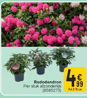 Cora Rododendron aanbieding