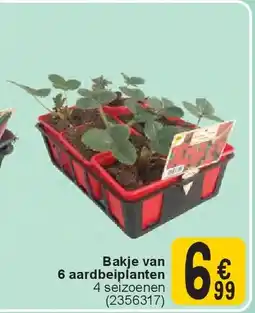 Cora Bakje van 6 aardbeiplanten aanbieding