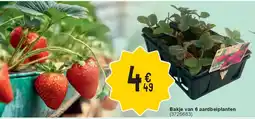 Cora Bakje van 6 aardbeiplanten aanbieding