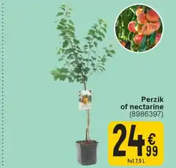 Cora Perzik of nectarine aanbieding