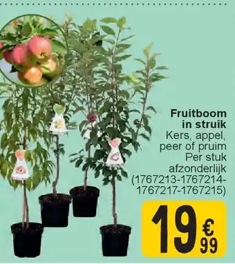 Cora Fruitboom in struik aanbieding