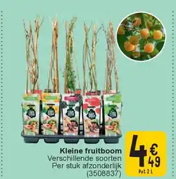 Cora Kleine fruitboom aanbieding