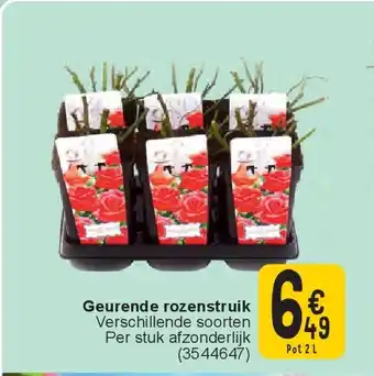 Cora Geurende rozenstruik aanbieding