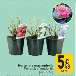 Cora Hortensia macrophylla aanbieding