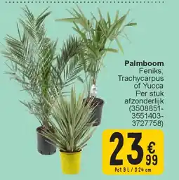 Cora Palmboom aanbieding