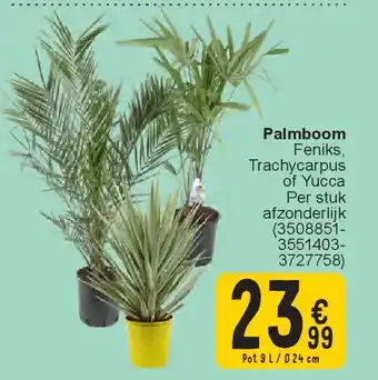 Cora Palmboom aanbieding