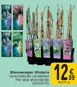 Cora Blauweregen Wisteria aanbieding