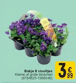 Cora Bakje 6 viooltjes aanbieding