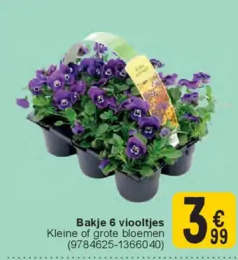 Cora Bakje 6 viooltjes aanbieding