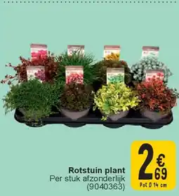 Cora Rotstuin plant aanbieding