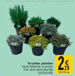 Cora Kruiden planten aanbieding