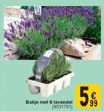 Cora Bakje met 6 lavendel aanbieding