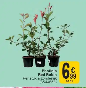 Cora Photinia Red Robin aanbieding