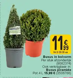 Cora Buxus in bolvorm aanbieding