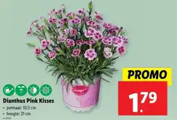 Lidl Dianthus Pink Kisses aanbieding